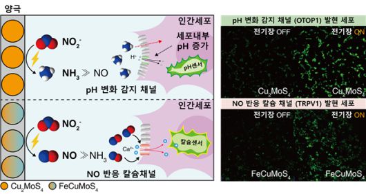 전기 신호로 원하는 신호물질을 합성하는 바이오전기합성 플랫폼 모식도 및 정밀제어 결과