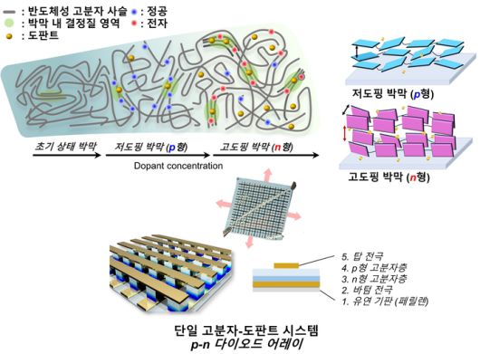 (위) 도핑 농도에 따른 유기반도체 박막 내 고분자 사슬 구조 변화 및 전하 이동체 생성 양상. (아래) 고분자 반도체-도판트 p-n 다이오드 소자 모식도
