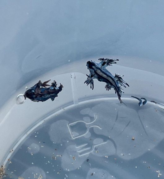 '푸른 용'이라는 별명을 가진 파란갯민숭달팽이. 사진=엑스(@JoseLSaezPastor) 캡처