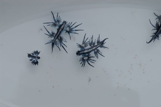 '푸른 용'이라는 별명을 가진 파란갯민숭달팽이. 사진=위키미디어커먼즈