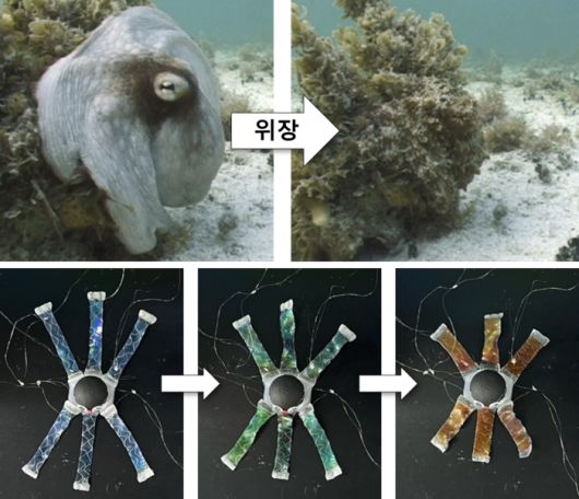 옥토이드의 다리는 전기 신호를 받아 연속적인 색 변화를 보일 수 있다.