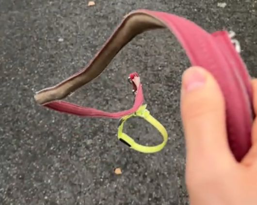 출처=틱톡(hobby_dogging_hei7)