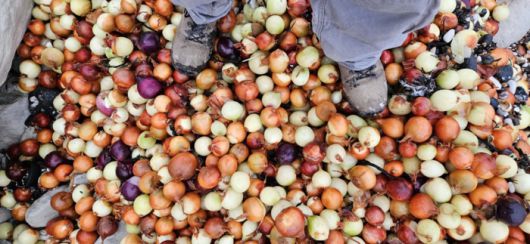 영국 이스트서식스주 인근 해변으로 밀려온 양파. 사진=CNN 캡처 / 조엘 보니치