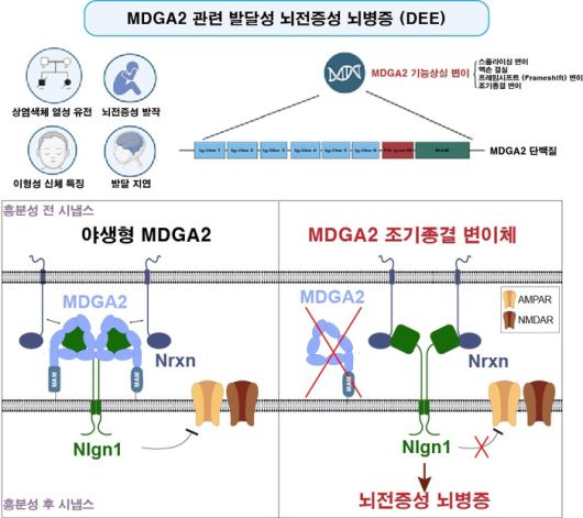 발달성·뇌전증성 뇌병증의 새로운 원인 유전자 MDGA2
