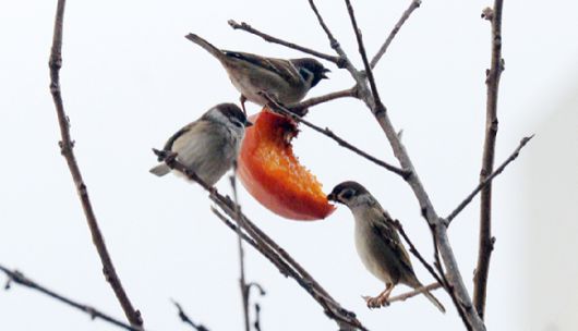 전북 전주시 덕진구 인후동의 한 감나무를 찾은 참새가 까치밥을 먹고 있다. [사진=뉴시스]