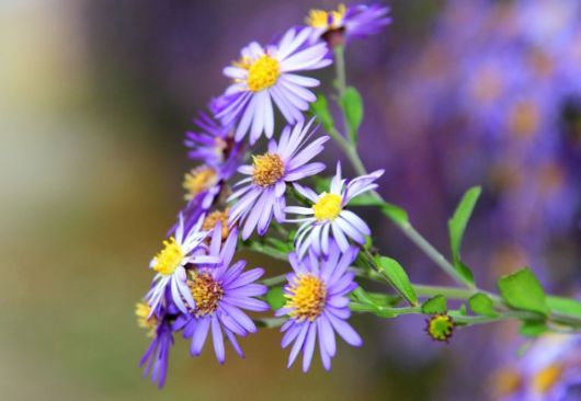 자신이 거주하는 아파트의 꽃 한송이를 꺾은 80대 노인이 검찰에 넘겨졌다. 본 기사와 무관한 이미지. [사진=픽사베이]