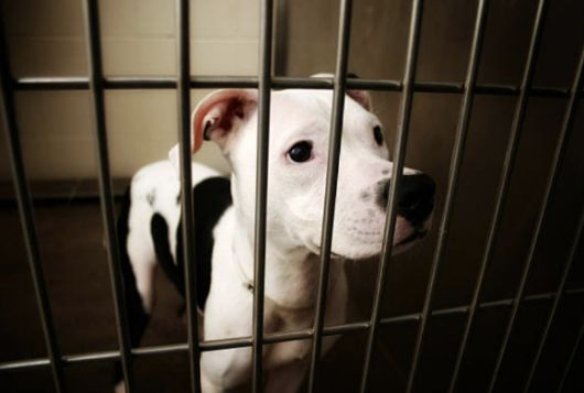 동물실험과 관련된 이미지. 기사에서 언급되는 업체와는 무관함. [사진=픽사베이]