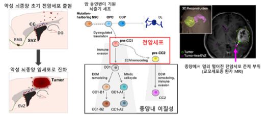 암 돌연변이 기원 세포 (뇌줄기세포)에서 전암세포로 분화되고 이후 교모세포종의 진화와 재발, 종양내 이질성 형성에 핵심 역할을 한다는 것이 규명됐다. [사진=KAIST]