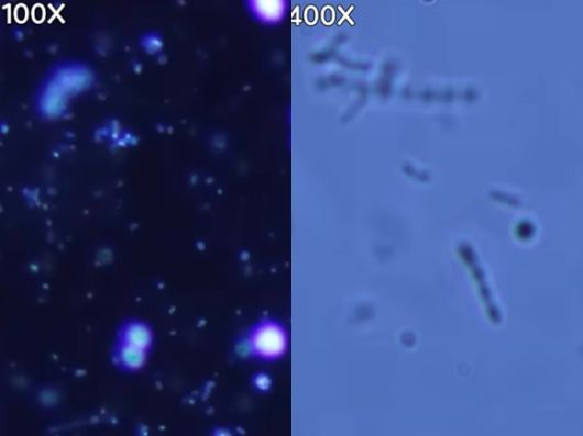 생닭을 흐르는 물에 씻으면 살모넬라균 등 식중독을 불러일으키는 세균이 주변에 퍼질 수 있어 주의해야 한다는 지적이 나왔다. 사진은 유튜브 채널 '포켓생물' 영상 캡처. [사진=유튜브 '포켓생물']