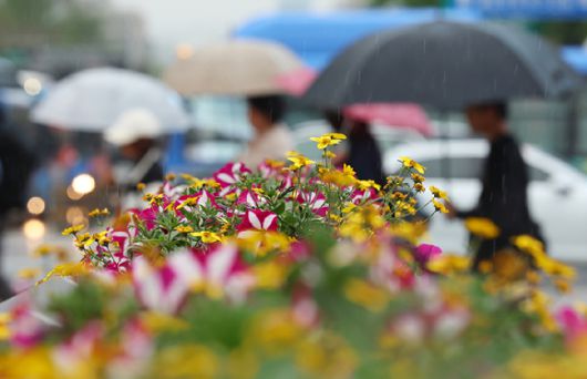 전국적으로 비가 내린 지난 1일 서울 종로구 세종로사거리에 심어진 화단 뒤로 우산을 쓴 시민이 길을 지나고 있다. [사진=연합뉴스]