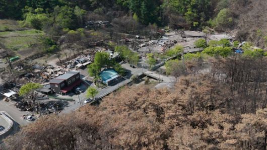 산불 피해가 심했던 주왕산 국립공원 내 달기약수터. 침엽수가 주를 이루고 있었다. [사진=그린피스]