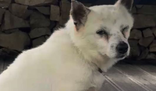 경남 거제에서 현역 해병대 군인 2명이 마당에 묶인 개 4마리에게 무차별적으로 '비비탄 총'을 쏴 경찰 조사를 받고 있다. 사건은 피해를 입은 강아지. [사진=비글구조네트워크 인스타그램]