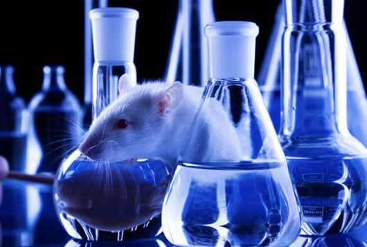 임상실험에 대표적으로 활용되는 마우스 모델. 사진은 기사 내용과 무관함. [사진=픽사베이]