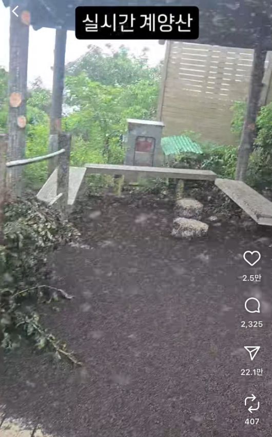 28일 인천 계양산 러브버그 모습. [사진=인스타그램 kimlark34]