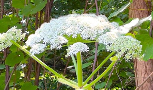 독성을 지닌 '큰멧돼지풀(Giant Hogweed)'로 추정되는 식물이 일본에서 발견됐다. 사진은 해당 식물. [사진=훗카이도방송]