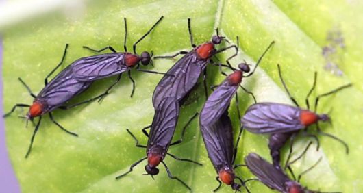 서울 서대문구 한 가정집 화분에 러브버그들이 붙어 있다.  [사진=연합뉴스]