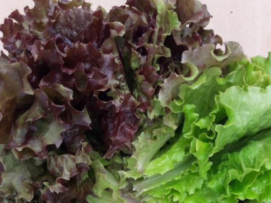 흔히 구할 수 있는 상추로 장 건강 개선은 물론, 눈의 피로 완화와 수면의 질 향상 등 다양한 효과를 기대할 수 있다는 전문가의 설명이 전해졌다. 사진은 상추. [사진=서울시]