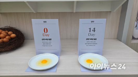 하림 직배송 식품 플랫폼 '오드그로서'에서 판매하는 달걀의 신선함을 강조하는 모형물.  [사진=진광찬 기자]