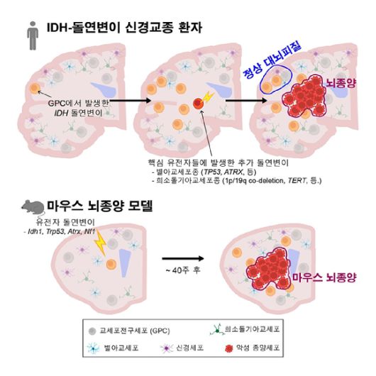 국내 연구팀이 정상 대뇌 피질 교세포전구세포에서 시작되는 IDH 유전자 돌연변이와 추가 유전자 변이에 따른 악성 뇌종양 발생 과정을 규명했다. [사진=KAIST]
