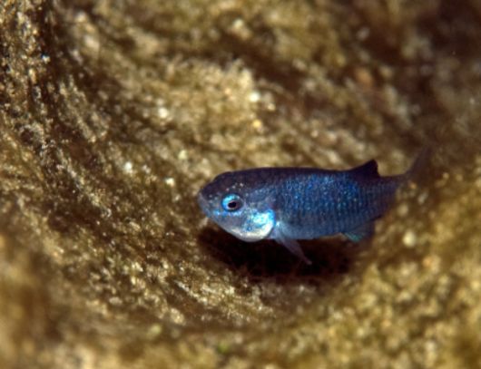 데블스홀 퍼피시. [사진=Mongabay]