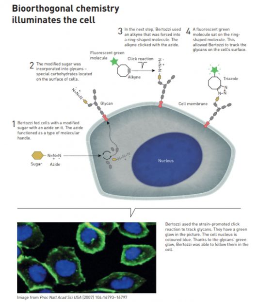 생물 직교 화학이 세포를 밝힌다. /이미지=THE NOBEL PRIZE