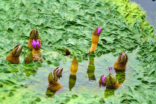포항시 남구 연일읍 적계지에 11일 현재 가시연꽃이 만발하고 있다. 사진=신현기 기자(포인트경제)
