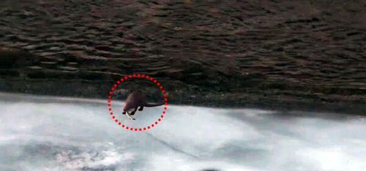 지난 9일 오전 7시 30분경 경상북도 봉화군 석포면 영풍 석포제련소 직원이 출근길에 제련소 앞 하천에서 수달이 먹이를 먹는 모습을 발견해 촬영했다. /영풍 석포제련소 제공