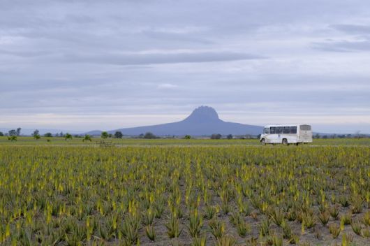 멕시코 탐피코 알로에 농장.