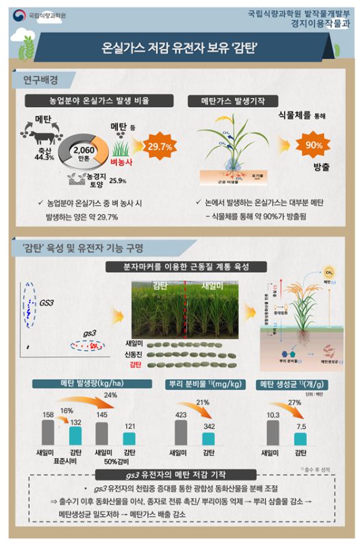 온실가스 저감 유전자 보유 품종 ‘감탄’ 소개(자료=농진청 제공)