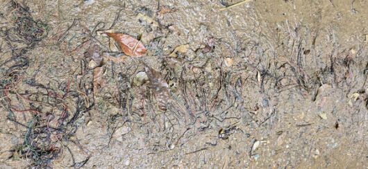 비온 뒤 국립현충원 둘레길의 야자매트는 습한 상태로 미끄러워 다칠수도 있다.(사진=SDG뉴스)