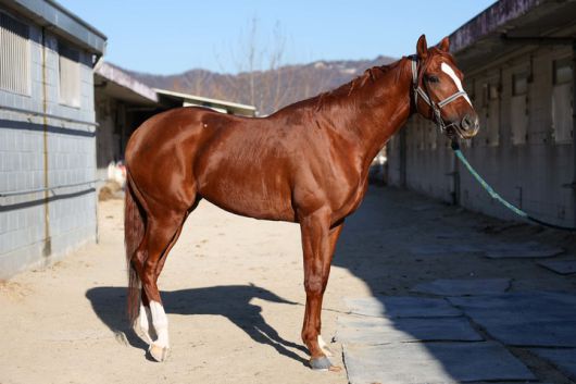 기쁨함성(사진 한국마사회 제공)