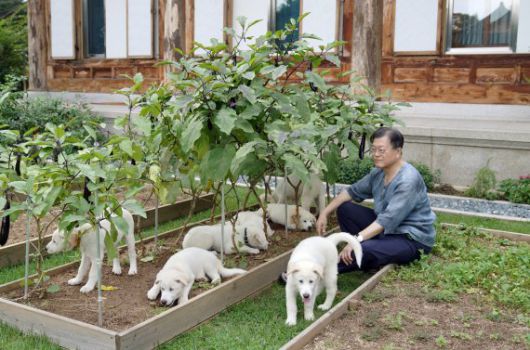 문재인 대통령이 북한이 선물해 준 풍산개 새끼들과 청와대 관저에서 시간을 보내고 있다. /사진=문재인 대통령 페이스북