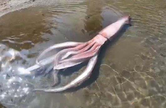 지난 20일 일본 후쿠이현 오바마시 한 어촌 항구에서 발견된 살아있는 대왕오징어 모습. 출처: 유튜브 福井テレビチャンネル/사진=뉴시스