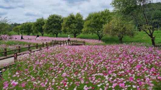 무안 식영정 앞 코스모스 무안시 제공                                      목포 춤추는 바다분수 목포시 제공