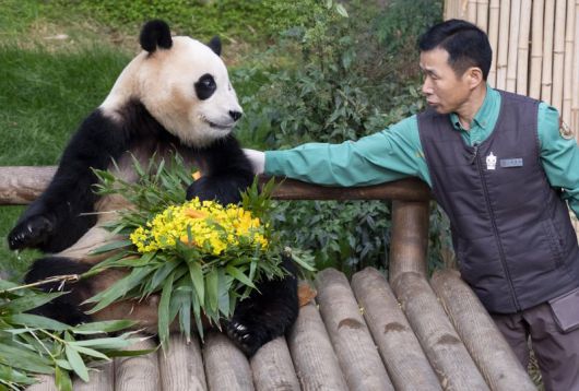 사육사들의 정성을 듬뿍 담아 준비한 하트 모양 워토우(영양빵) 케이크를 선물 받은 푸바오. 에버랜드 제공