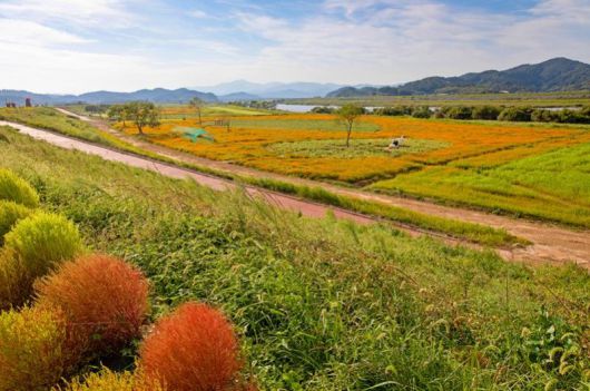 경남 함안 남강 악양 둑방길과 꽃밭 조성지.                                       1970년경 함안면과 가야면 지형도 함안군·이민부 교수 제공