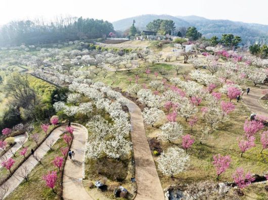 홍매화와 백매화가 활짝 핀 에버랜드 하늘정원길                                     매화가 활짝 핀 하늘정원길에서 포즈를 취하고 있는 상춘객들                                    에버랜드 티익스프레스 주변에 활짝 핀 벚꽃. 에버랜드 제공