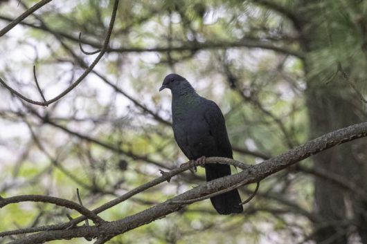 울산 동구 해안가에서 촬영된 멸종위기 2급 흑비둘기. 납막이 매우 작고 보라색과 녹색의 광택이 난다. 사진 홍승민