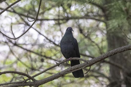 멸종위기 2급 흑비둘기. 울산 동구. 사진 홍승민