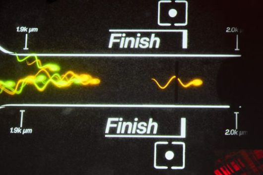 지난 25일(현지시간) 미국 로스앤젤레스(LA)에서 열린 정자 경주 대회를 시각화한 영상. AFP=연합뉴스