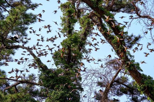 홍여새. 사진 윤기득(사진작가·시민생물학자)