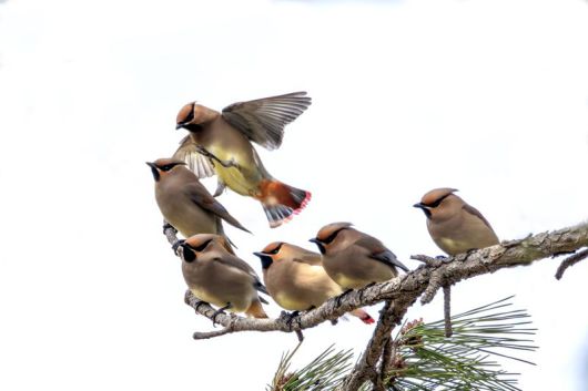 홍여새. 시민생물학자인 윤기득 사진작가가 지난 15~21일 울산 울주군 서생면 해안가에서 카메라로 포착한 홍여새 무리.