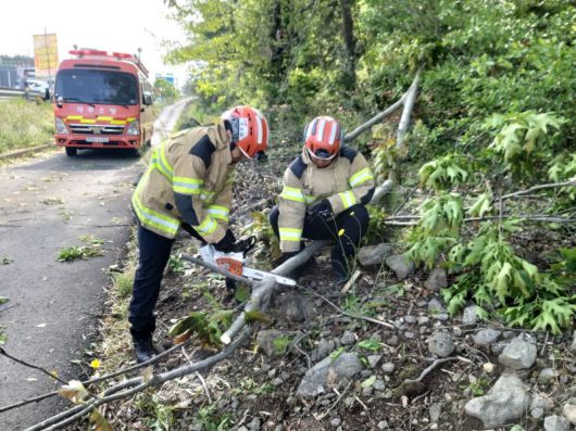 강풍주의보가 내려진 3일 오전 제주시 노형동에서 나무가 쓰러져 소방당국이 안전조치에 나서고 있다. 뉴시스