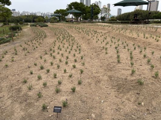 울산 태화강 국가정원이 고사한 라벤더를 걷어내고 지난 4월 말 새로 심은 프렌치 라벤더. 사진=최수상 기자