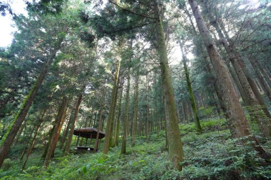 화순 무등산편백자연휴양림 모습. 전남도·화순군 제공