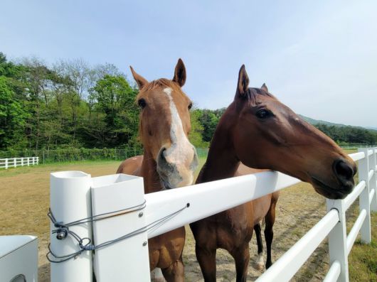 지난 8일 전북 장수군 한국마사회 장수목장 내 말 요양소에서 전설의 경주마로 불리는 '동반의강자'(왼쪽)와 '터프윈'이 거닐고 있다. 사진=최용준 기자