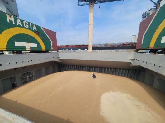 지난 15일 인천항 5만5000t을 실은 ‘곡류 전용 선박’에서 농림축산검역본부 중부지역본부 검역관의 선상검역이 진행되고 있다. 사진=최용준 기자                                     지난 15일 인천항에서 ‘곡류 전용 선박’에서 검역관이 선상검역을 진행하고 있다. 흰 천을 펼친 뒤 밀을 채 위에 두고 흔들었다. 채 위에 밀은 남고 밑으로 병해충만 떨어진다. 사진=최용준 기자