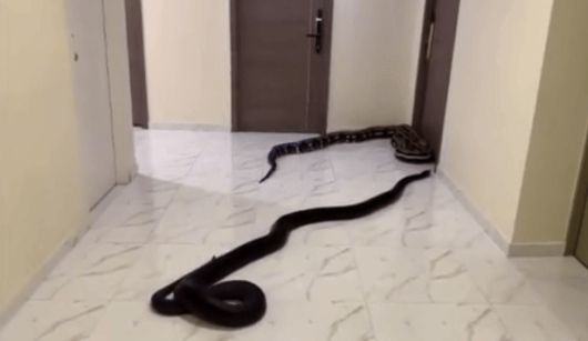 태국 방콕의 한 아파트에서 수년간 시끄럽게 짖는 반려견을 방치한 이웃에 분노한 남성이 복도에 대형 뱀 두 마리를 풀어 놓는 일이 벌어졌다. /사진=아카라폰 와나손 페이스북, 뉴시스