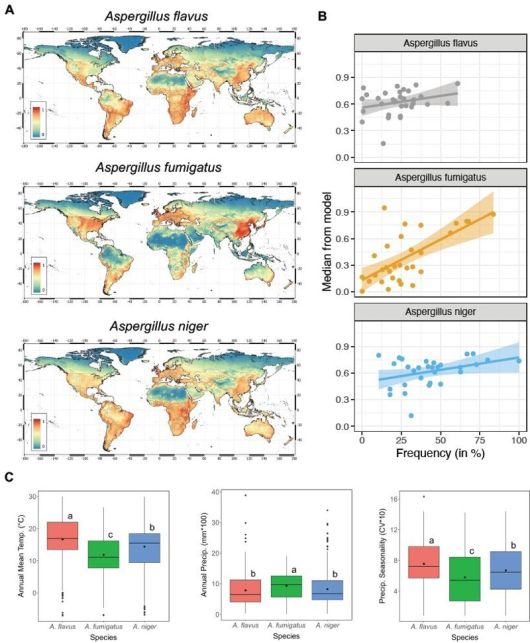 영국 맨체스터대 소속 노르만 판레인, 리버풀 열대의학대학원 소속 크리스토퍼 유젤, 영국 생태수문학센터(UKCEH) 소속 제니퍼 셸턴 등 박사후 연구원 3명이 지난 2일 인터넷에 공개한 아스페르길루스 균류의 지리적 이동 예상 논문 초안. 리서치스퀘어 연합뉴스