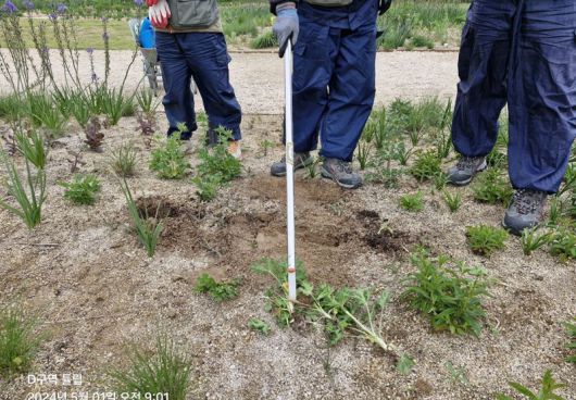 태화강 국가정원 관리원들이 자연주의 정원 내 튤립 도난 사건 현장을 살펴보고 있다. 울산시 제공